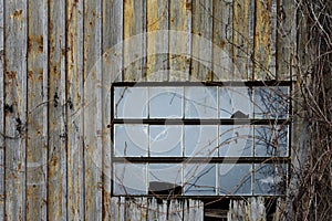 Background from an old wooden house wall with an old broken glass window and wild tendrils growing over it