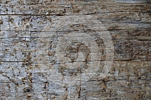Texture of an old wooden plank