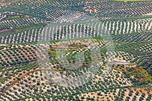 Background of Olive Trees plantation fields, aerial view