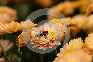 Background of orange chrysanthemum flowers. Bee close-up on a flower in the garden