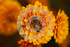 Background of orange chrysanthemum flowers. Bee close-up on a flower in the garden