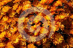 Background of orange chrysanthemums