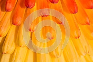 Background of orange petals of Kniphofia flower