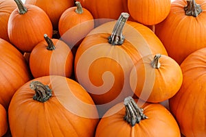 Background of orange pumpkins