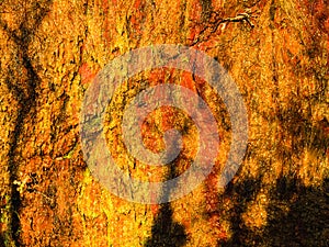 Background of orange wet stone rock wall texture outdoor