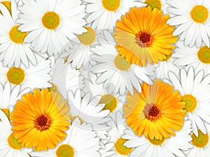 Background of orange and white flowers
