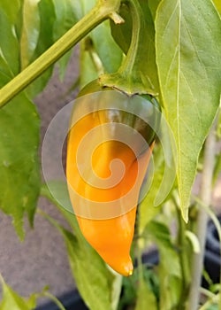 Ripening orange-green pepper capsicum. Long variety, photo