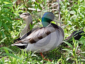 Background with a pair of mallards standing
