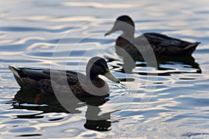 Background with a pair of mallards swimming