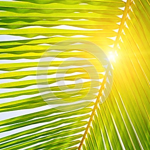 Background of palm leaves and sun on sky