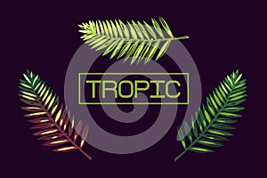 Background with palm leaves and the word `tropic`. Lettering. Tropics. Border. Exotics.