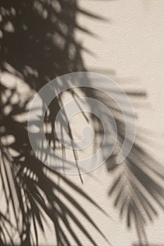 Background of palm`s shadow. Palm tree, leaves, shadow, wall, beige. Beautiful shadows of palms leaves on a beige wall
