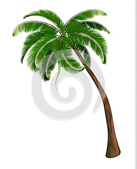 Background with a palm tree.