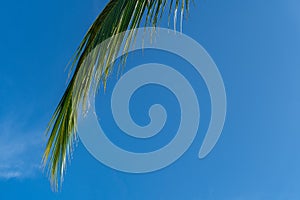 Background of palm tree branch over clear blue sky