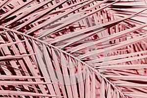 Background with palm tree leaves. Pink color