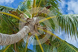 Background with palm trees on blue sky