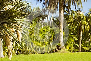 Background with palm trees in an exotic Park, Loro parque, Tenerife