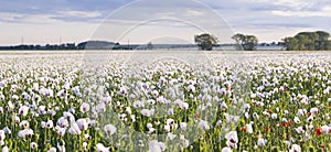 Background panoramic view of a field of white poppies