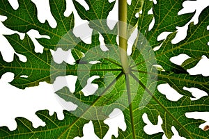 Background of Papaya Tree Leaf