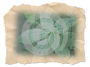 Background, parchment