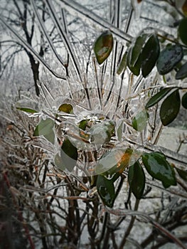 Background, partially blurry, ice covered green leaves and branches