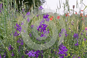 Background and pattern of beautiful field plants. Delicate and beautiful field plants