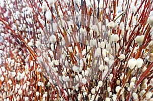 Background or pattern of dry spring pussy-willow twigs