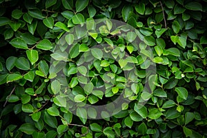 Background Pattern - Green Leaves Wall or Green Bush Background.