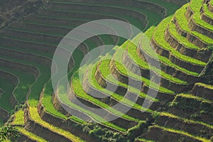 Background pattern of Sapa rice terraces in Lao Cai province, Vietnam