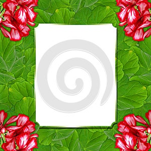 background pattern texture made of geranium flower with text frame