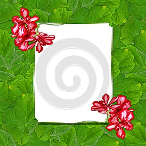 Background pattern texture made of paint geranium flower with t