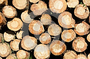 Background with pattern of tree logs