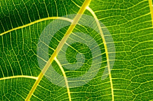 Background of pattern and venation of tropical leave