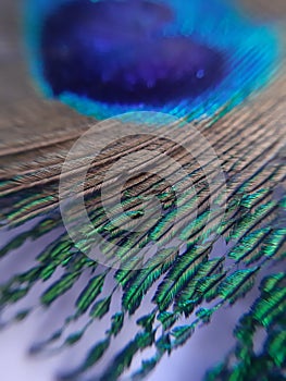 Background of peacocks feather