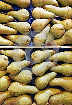 A background of pears in a drawer. Fresh yellow and green pears background
