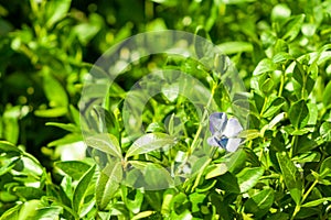 Background of periwinkle vinca minor flower. Beauty in nature.