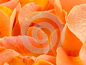 Background with petal of rose