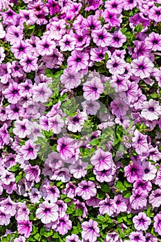 Background of petunias flowers