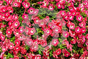 Background of petunias flowers