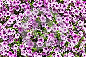 Background of petunias flowers