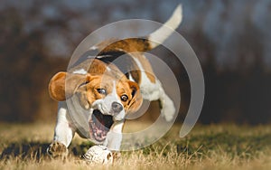 Background photo of a dog chasing a ball