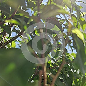 Background and photo with green ficus leaves for your designs