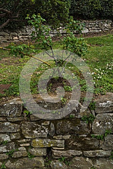 Background photo of a short stone wall and grass