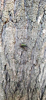 background with a photo of a tree on which a green meat fly lucilia sericata is sitting
