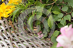 Background picture. Flower pot made of woven bamboo, inside with yellow flowers and green leaves