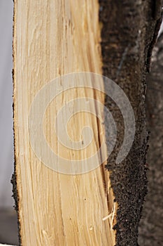 Background picture sawn wood texture