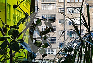 Background picture of a view from a modern contemporary building to an old one through designed yellow window with plants on the