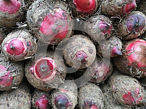 Background of pile of fresh organic taro