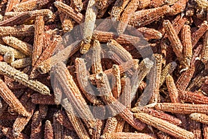 Pile of the empty corn cobs after kernels removing