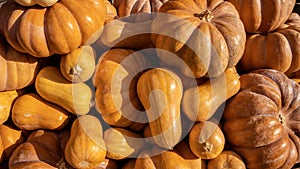 Background of pile of pumpkins on the market